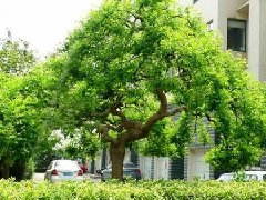 园林植物的修剪与种植