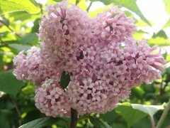 晚花期品种‘美红’