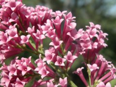 中花期品种'飘逸'