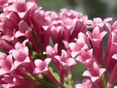 飘逸丁香