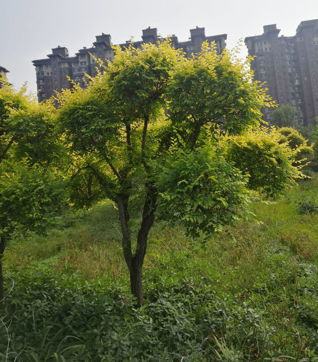 造型金叶榆