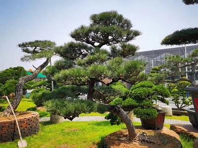 造型油松