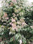 火烈鸟复叶槭